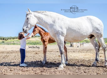 PRE Mix, Merrie, 20 Jaar, 161 cm, Vliegenschimmel