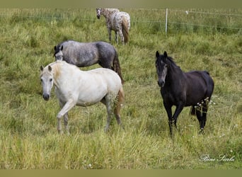 PRE Mix, Merrie, 22 Jaar, 155 cm, Wit