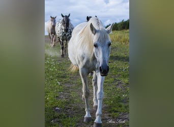 PRE Mix, Merrie, 22 Jaar, 155 cm, Wit