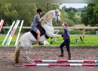 PRE Mix, Merrie, 22 Jaar, 155 cm, Wit