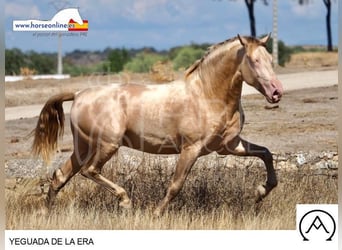 PRE Mix, Merrie, 2 Jaar, 145 cm, Falbe