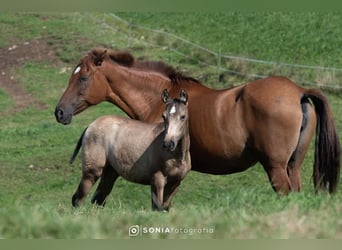 PRE Mix, Merrie, 2 Jaar, 145 cm, Falbe