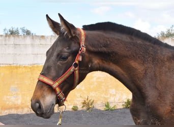 PRE, Merrie, 2 Jaar, 147 cm, Falbe