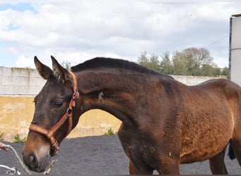 PRE, Merrie, 2 Jaar, 147 cm, Falbe