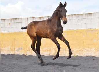 PRE, Merrie, 2 Jaar, 147 cm, Falbe