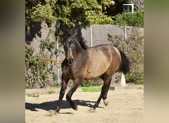 PRE Mix, Merrie, 2 Jaar, 150 cm, Schimmel