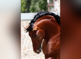 PRE Mix, Merrie, 2 Jaar, 152 cm, Roodbruin