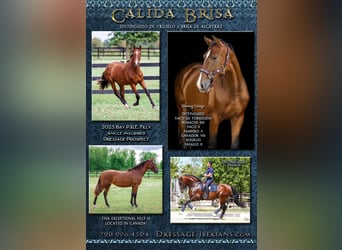 PRE Mix, Merrie, 2 Jaar, 152 cm, Roodbruin