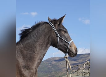 PRE, Merrie, 2 Jaar, 154 cm, Schimmel
