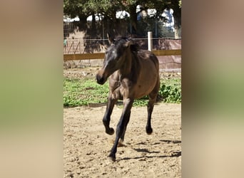 PRE, Merrie, 2 Jaar, 154 cm, Schimmel