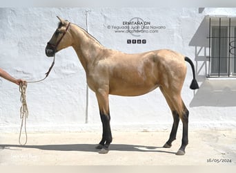 PRE, Merrie, 2 Jaar, 155 cm, Falbe