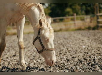 PRE, Merrie, 2 Jaar, 155 cm, Perlino