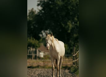 PRE, Merrie, 2 Jaar, 155 cm, Perlino