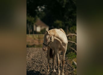 PRE, Merrie, 2 Jaar, 155 cm, Perlino