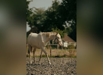 PRE, Merrie, 2 Jaar, 155 cm, Perlino