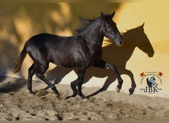 PRE Mix, Merrie, 2 Jaar, 156 cm, Zwartschimmel