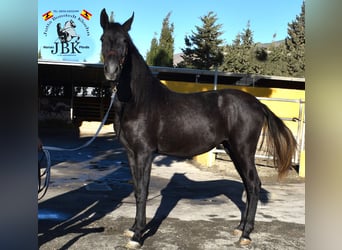 PRE Mix, Merrie, 2 Jaar, 156 cm, Zwartschimmel