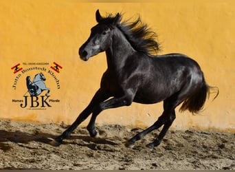 PRE Mix, Merrie, 2 Jaar, 156 cm, Zwartschimmel