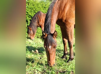 PRE, Merrie, 2 Jaar, 157 cm, Bruin