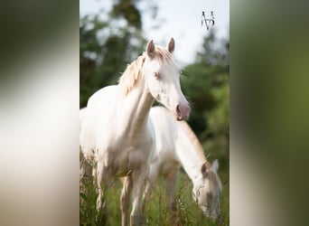 PRE, Merrie, 2 Jaar, 158 cm, Cremello