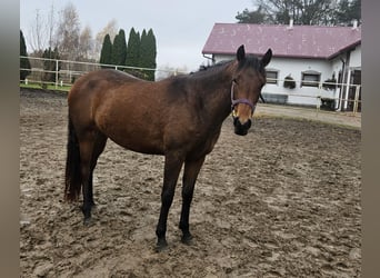 PRE Mix, Merrie, 2 Jaar, 158 cm, Roodbruin