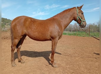 PRE, Merrie, 2 Jaar, 159 cm, Vos