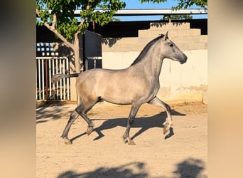 PRE Mix, Merrie, 2 Jaar, 160 cm, Appelschimmel