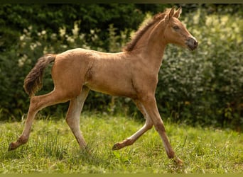 PRE Mix, Merrie, 2 Jaar, 160 cm, Buckskin