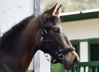 PRE, Merrie, 2 Jaar, 160 cm, Falbe