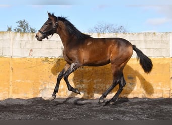 PRE, Merrie, 2 Jaar, 160 cm, Falbe