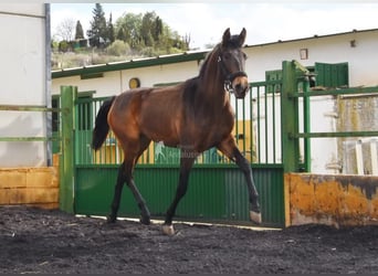 PRE, Merrie, 2 Jaar, 160 cm, Falbe