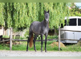 PRE Mix, Merrie, 2 Jaar, 160 cm, Schimmel