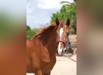 PRE Mix, Merrie, 2 Jaar, 160 cm, Vos