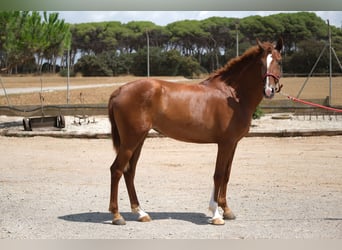 PRE Mix, Merrie, 2 Jaar, 160 cm, Vos