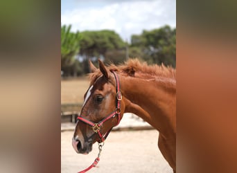 PRE Mix, Merrie, 2 Jaar, 160 cm, Vos