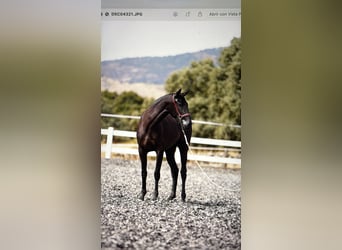PRE Mix, Merrie, 2 Jaar, 160 cm, Zwart