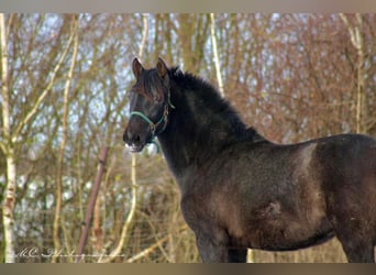 PRE, Merrie, 2 Jaar, 160 cm, Zwartschimmel