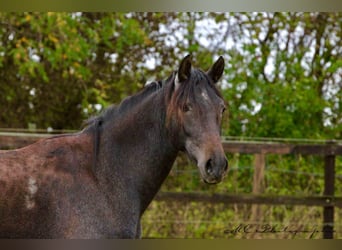 PRE, Merrie, 2 Jaar, 160 cm, Zwartschimmel