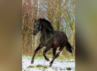 PRE, Merrie, 2 Jaar, 160 cm, Zwartschimmel