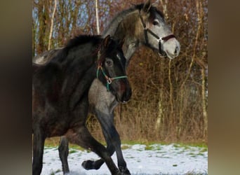 PRE, Merrie, 2 Jaar, 160 cm, Zwartschimmel