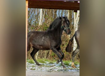 PRE, Merrie, 2 Jaar, 160 cm, Zwartschimmel