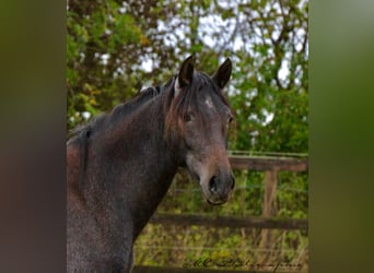 PRE, Merrie, 2 Jaar, 160 cm, Zwartschimmel
