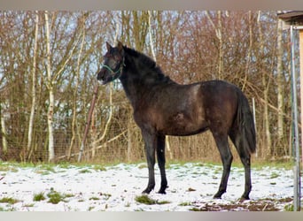 PRE, Merrie, 2 Jaar, 160 cm, Zwartschimmel