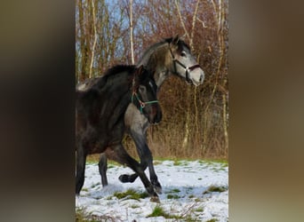 PRE, Merrie, 2 Jaar, 160 cm, Zwartschimmel