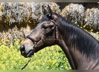 PRE, Merrie, 2 Jaar, 162 cm, Falbe