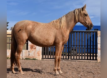 PRE, Merrie, 2 Jaar, 162 cm, Palomino