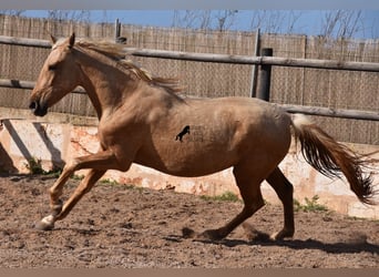 PRE, Merrie, 2 Jaar, 162 cm, Palomino