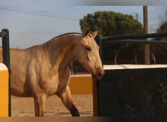 PRE Mix, Merrie, 2 Jaar, 163 cm, Falbe