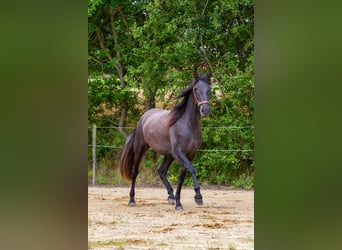 PRE Mix, Merrie, 2 Jaar, 163 cm, Schimmel