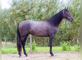 PRE Mix, Merrie, 2 Jaar, 163 cm, Schimmel